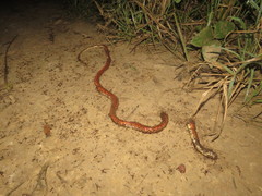 Oxyrhopus melanogenys