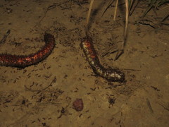 Oxyrhopus melanogenys