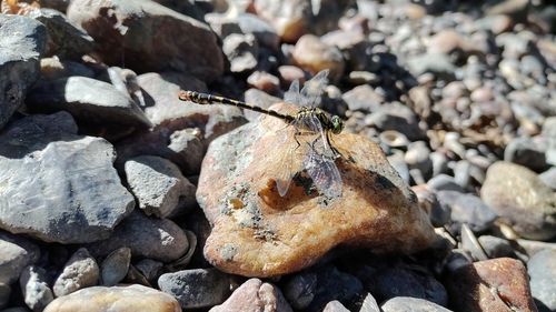 Small Pincertail