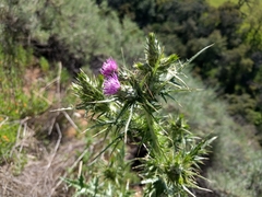 Carduus tenuiflorus
