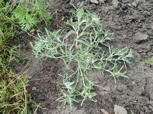 marsh cudweed