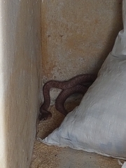 Masticophis flagellum