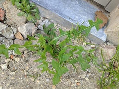 Asteraceae
