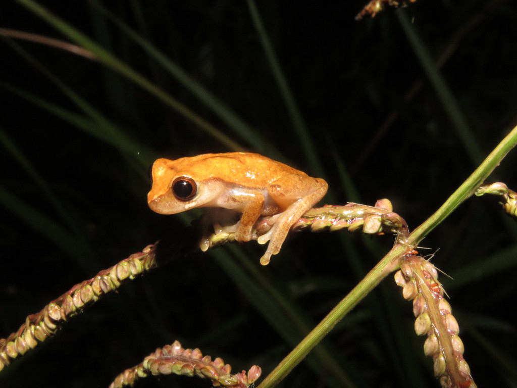 Pauini Treefrog