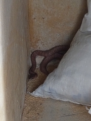 Masticophis flagellum
