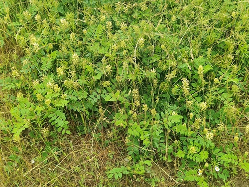 Wild Liquorice