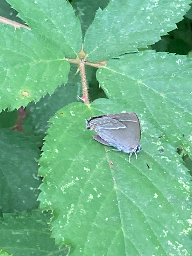 Purple hairstreak