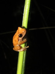 Dendropsophus koechlini