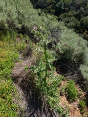 Carduus tenuiflorus