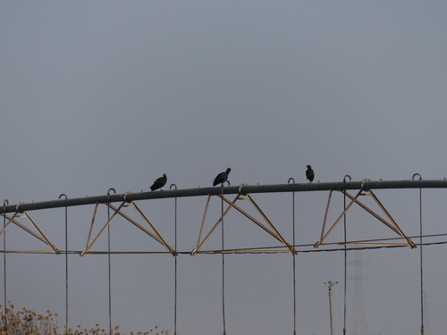 Northern Bald Ibis