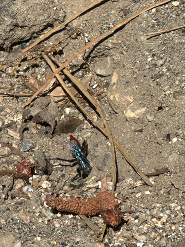 iNaturalist observation photo of Sphecinae