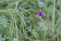 Trifolium depauperatum