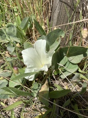 Calystegia collina