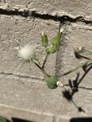 Sonchus oleraceus