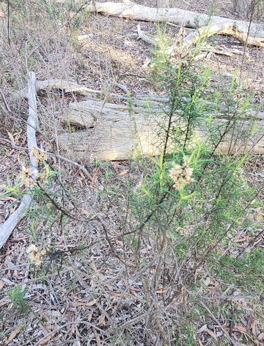 Cassinia quinquefaria observed 2026-06-23