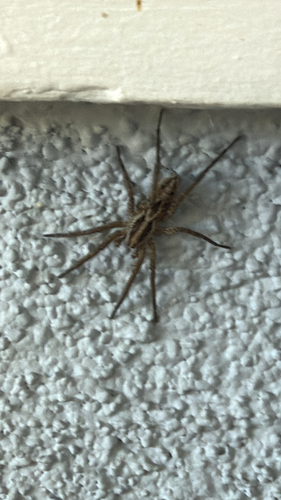 McCook's Split Wolf Spider