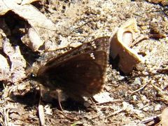 Erynnis juvenalis juvenalis