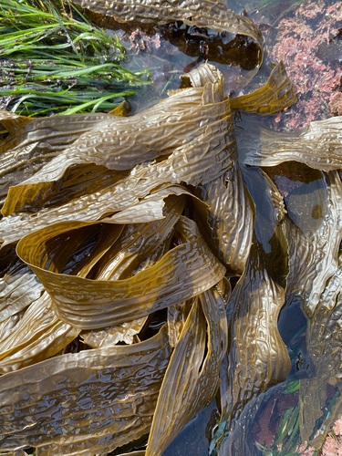 Dictyoneurum californicum observed 2026-06-19