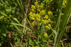 Dicranocephalus agilis