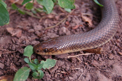 Paraphimophis rusticus