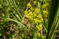 Dicranocephalus agilis