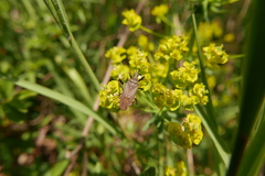 Dicranocephalus agilis