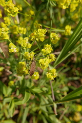 Dicranocephalus agilis