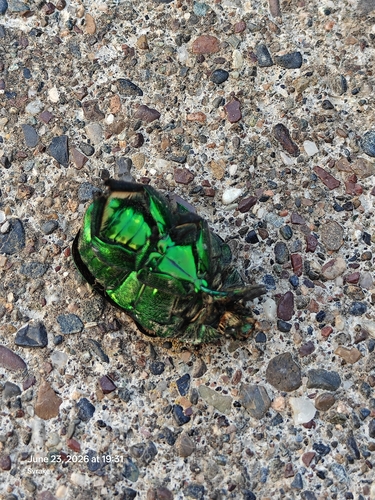 Big Rose-chafer