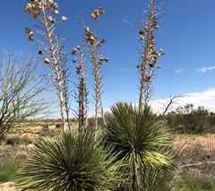 Yucca elata