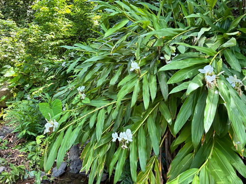 Butterfly ginger lily