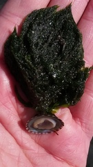 Lottia paradigitalis