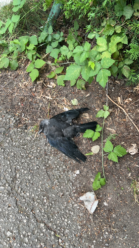 Eurasian Jackdaw