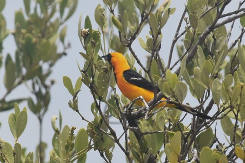 Hooded Oriole