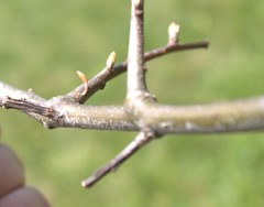 Callirhytis gallaestriatae