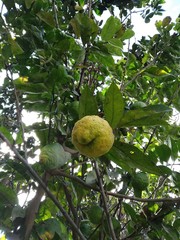 Citrus medica