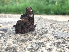 Kaniska canace nojaponicum