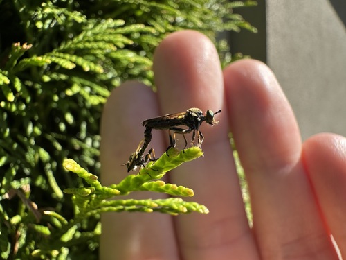 Sacken Longhorn Robber photo 4
