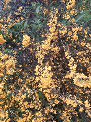 Berberis × stenophylla