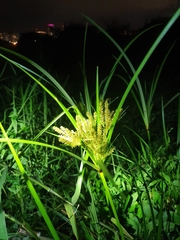 Cyperus exaltatus
