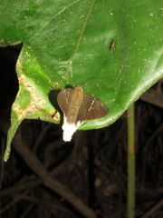 Murgaria doryssus doryssus