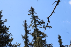 Picea chihuahuana