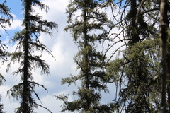 Picea chihuahuana, photograph (c) Rodolfo Maximiliano Gutiérrez-Sánchez, some rights reserved (CC BY)