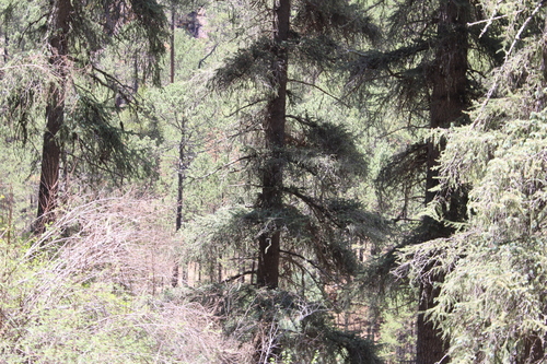 Picea chihuahuana, photograph 2
