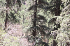 Picea chihuahuana, photograph (c) Rodolfo Maximiliano Gutiérrez-Sánchez, some rights reserved (CC BY)