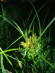 Cyperus exaltatus