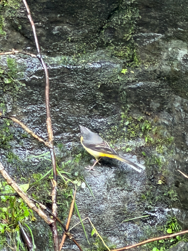 Common Grey Wagtail