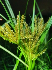 Cyperus exaltatus
