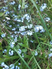 Myosotis