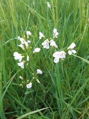 Cardamine pratensis