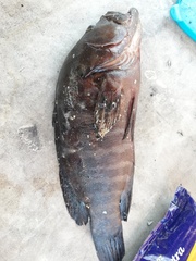 Cephalopholis panamensis